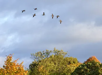 Geese over trees.jpg